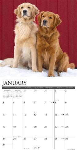 Goldens 2027 12" x 12" Wall Calendar