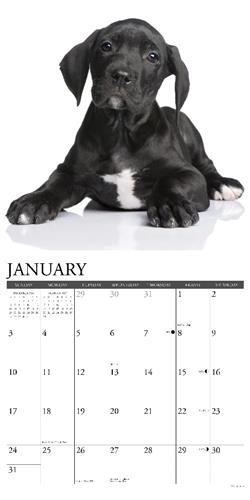 Great Dane Puppies 2027 12" x 12" Wall Calendar