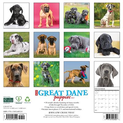 Great Dane Puppies 2027 12" x 12" Wall Calendar