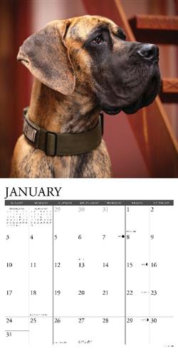 Great Danes 2027 12" x 12" Wall Calendar
