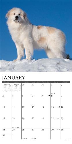 Great Pyrenees 2027 12" x 12" Wall Calendar