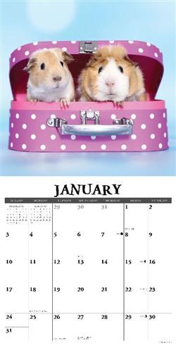 Guinea Pigs 2027 12" x 12" Wall Calendar