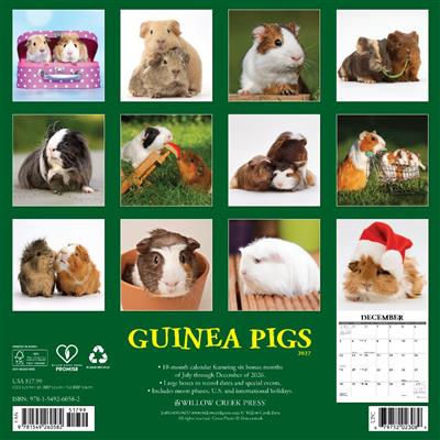 Guinea Pigs 2027 12" x 12" Wall Calendar