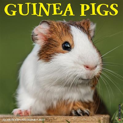 Guinea Pigs 2027 12" x 12" Wall Calendar