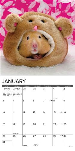 Hamsters 2027 12" x 12" Wall Calendar