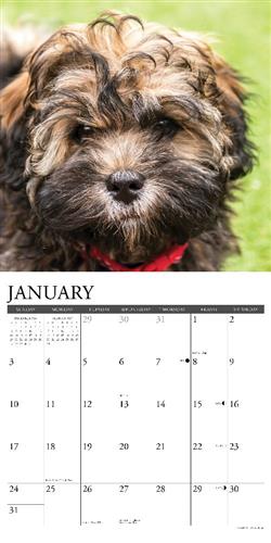 Havanese 2027 12" x 12" Wall Calendar