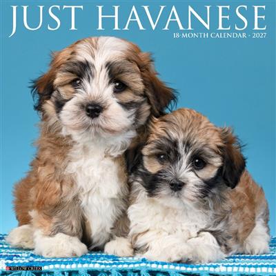 Havanese 2027 12" x 12" Wall Calendar
