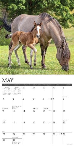 Horses 2027 12" x 12" Wall Calendar
