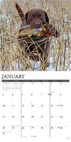 Hunting Labs 2027 12" x 12" Wall Calendar