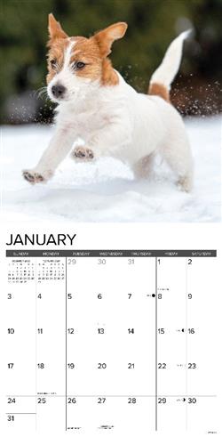 Jack Russell Puppies 2027 12" x 12" Wall Calendar