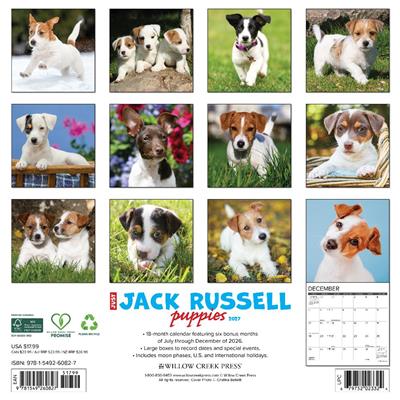 Jack Russell Puppies 2027 12" x 12" Wall Calendar