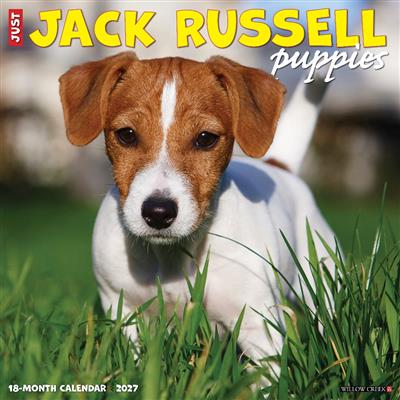 Jack Russell Puppies 2027 12" x 12" Wall Calendar