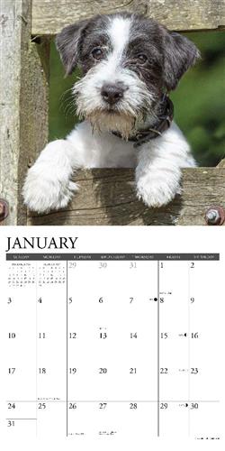 Jack Russells 2027 12" x 12" Wall Calendar
