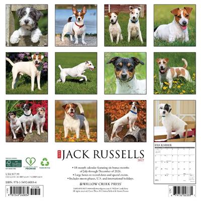 Jack Russells 2027 12" x 12" Wall Calendar