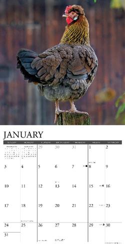 Just Us Chickens 2027 12" x 12" Wall Calendar