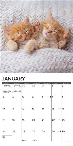Kittens 2027 12" x 12" Wall Calendar
