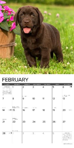 Lab Puppies 2027 12" x 12" Wall Calendar