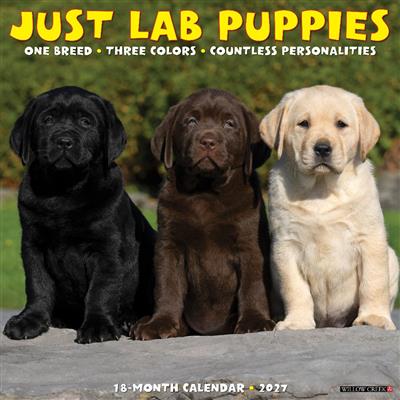 Lab Puppies 2027 12" x 12" Wall Calendar