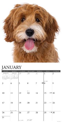 Labradoodles 2027 12" x 12" Wall Calendar