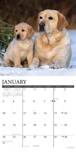 Labs 2027 12" x 12" Wall Calendar