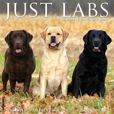 Labs 2027 12" x 12" Wall Calendar