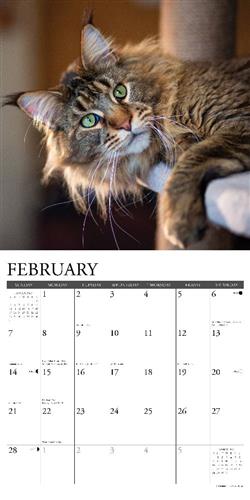 Maine Coon Cats 2027 12" x 12" Wall Calendar