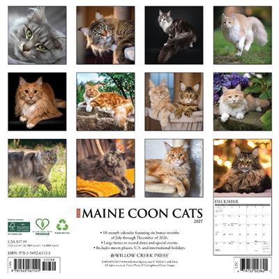 Maine Coon Cats 2027 12" x 12" Wall Calendar
