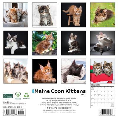 Maine Coon Kittens 2027 12" x 12" Wall Calendar