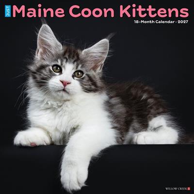 Maine Coon Kittens 2027 12" x 12" Wall Calendar