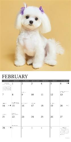 Maltese 2027 12" x 12" Wall Calendar