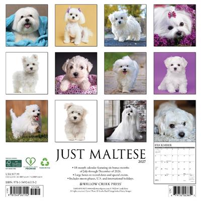Maltese 2027 12" x 12" Wall Calendar