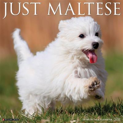 Maltese 2027 12" x 12" Wall Calendar