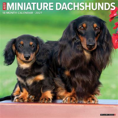 Miniature Dachshunds 2027 12" x 12" Wall Calendar