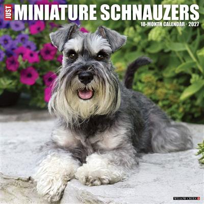 Miniature Schnauzers 2027 12" x 12" Wall Calendar