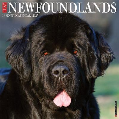 Newfoundlands 2027 12" x 12" Wall Calendar