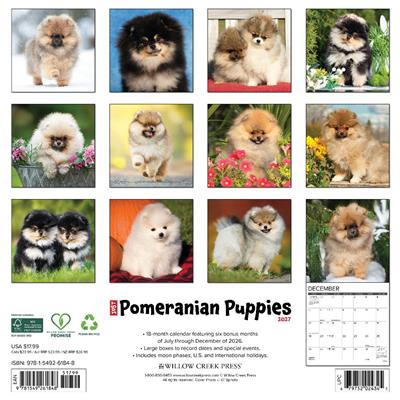 Pomeranian Puppies 2027 12" x 12" Wall Calendar