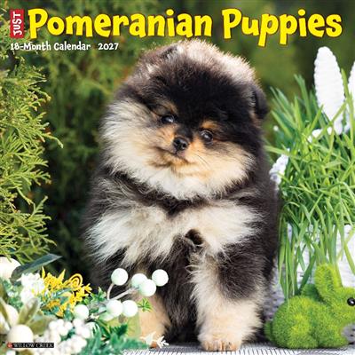 Pomeranian Puppies 2027 12" x 12" Wall Calendar