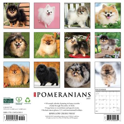 Pomeranians 2027 12" x 12" Wall Calendar