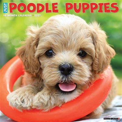 Poodle Puppies 2027 12" x 12" Wall Calendar