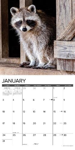 Rascally Raccoons 2027 12" x 12" Wall Calendar