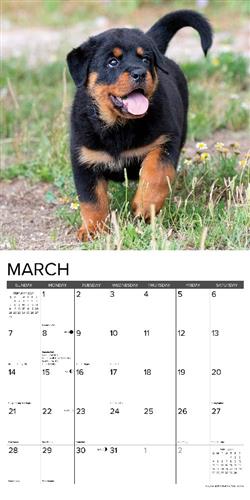 Rottweiler Puppies 2027 12" x 12" Wall Calendar