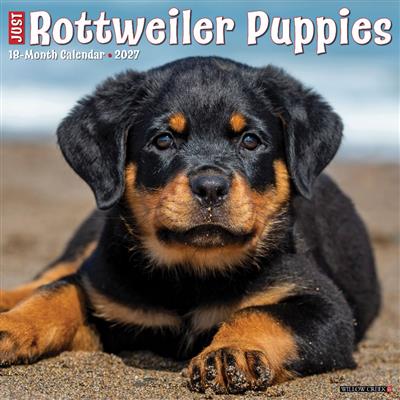 Rottweiler Puppies 2027 12" x 12" Wall Calendar
