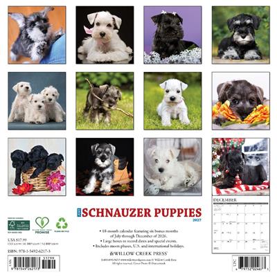 Schnauzer Puppies 2027 12" x 12" Wall Calendar