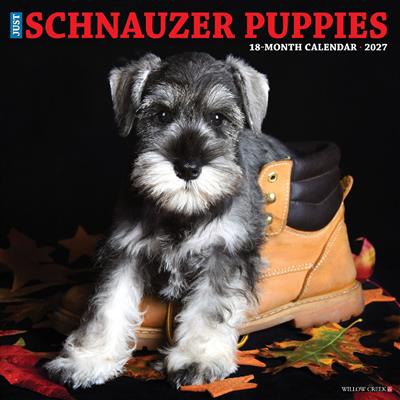 Schnauzer Puppies 2027 12" x 12" Wall Calendar