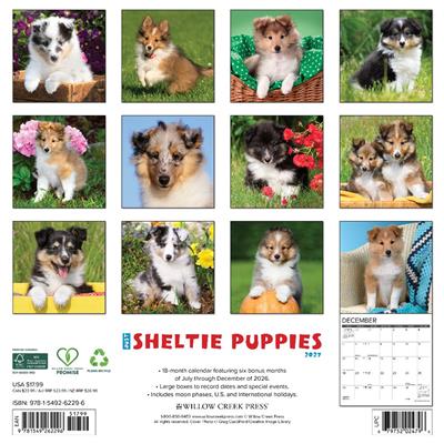 Sheltie Puppies 2027 12" x 12" Wall Calendar