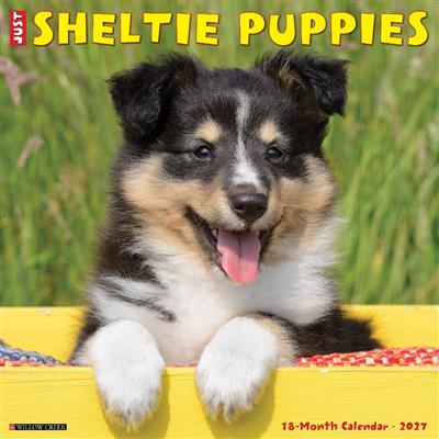Sheltie Puppies 2027 12" x 12" Wall Calendar