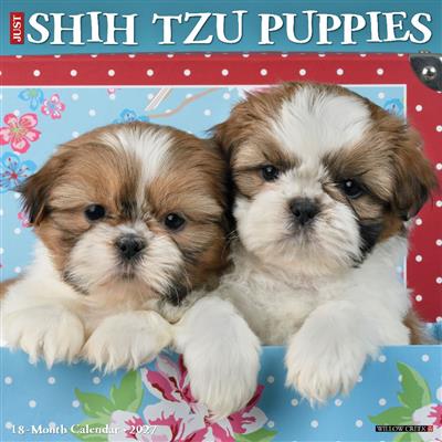 Shih Tzu Puppies 2027 12" x 12" Wall Calendar
