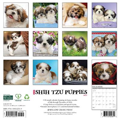 Shih Tzu Puppies 2027 12" x 12" Wall Calendar