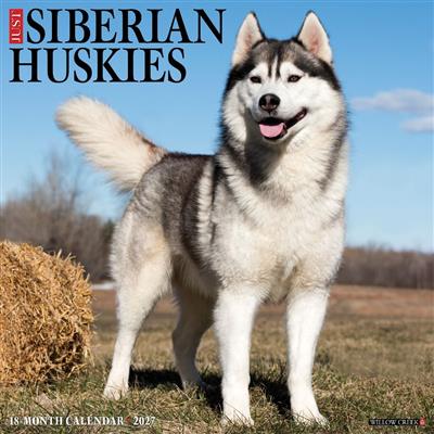Siberian Huskies 2027 12" x 12" Wall Calendar