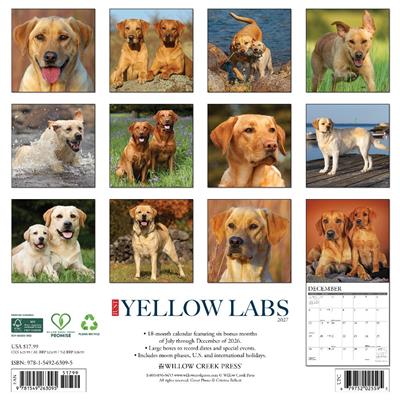 Yellow Labs 2027 12" x 12" Wall Calendar
